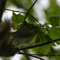 red-squirrel-antics-Amberg-2008-05-31-img 7293