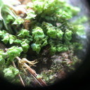 tiny-leaves-taken-with-iphone-through-handlens-2014-07-IMG 0028