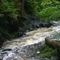 trout-stream-views-Amberg-WI-2008-06-01-img_7335.jpg