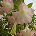 Brugmansia-angels-trumpet-in-full-bloom-pink-flowers-2015-01-30-IMG_4377---G15.jpg
