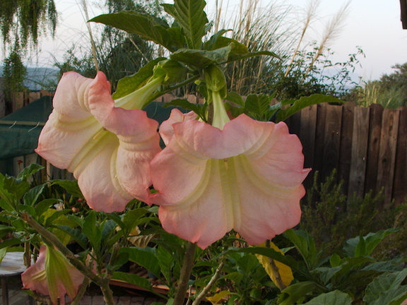 Brugmansia-pink-angels-trumpet-in-bloom-2014-04-14-IMG 3554
