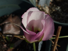 Calochortus-catalinae-Mariposa-lily-garden-2014-03-27-IMG 3425