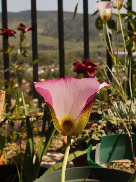 Calochortus-catalinae-mariposa-lily-garden-blooming-2014-04-14-IMG_3525.jpg