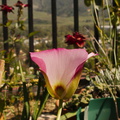 Calochortus-catalinae-mariposa-lily-garden-blooming-2014-04-14-IMG 3525
