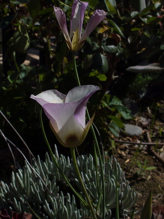 Calochortus-catalinae-mariposa-lily-garden-blooming-2014-04-14-IMG 3535