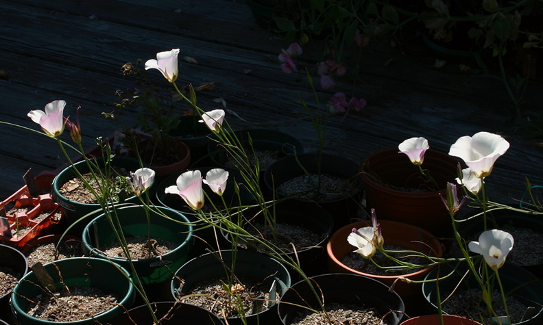 Calochortus-catalinae-mariposa-lily-garden-year5-2008-04-18-img_6907.jpg