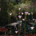 Calochortus-catalinae-mariposa-lily-garden-year5-2008-04-18-img 6947