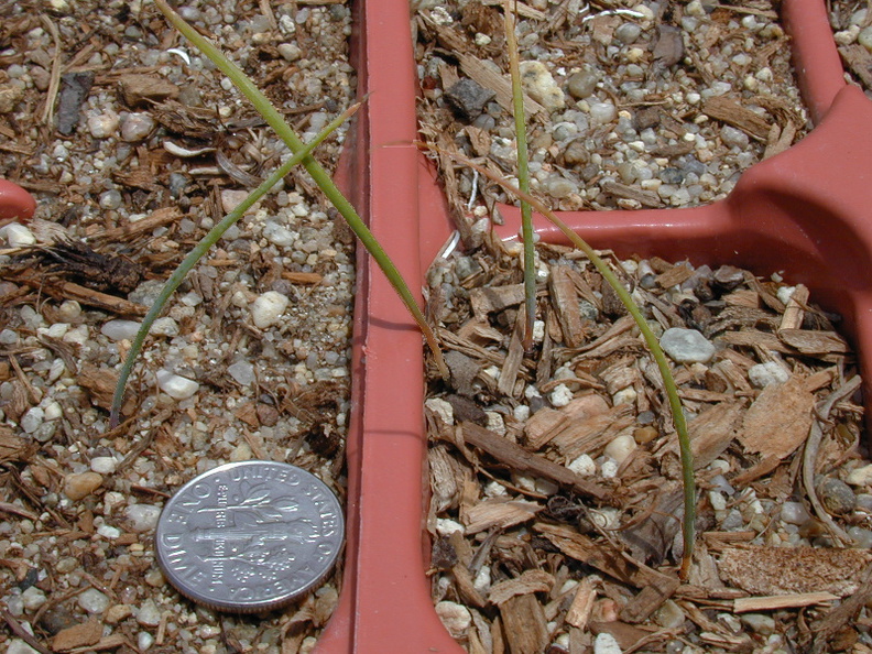 calochortus-seedlings-year1-12.jpg