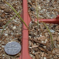 calochortus-seedlings-year1-12