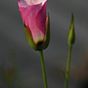 calochortus catalinae-pink bud-3772-