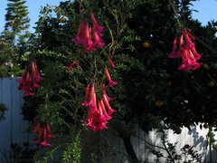 Cantua-buxifolia-2009-02-18-IMG 1783