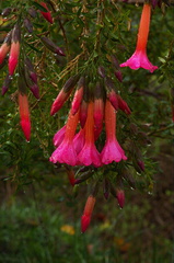 Cantua-buxifolia-2010-02-06CRW 8381
