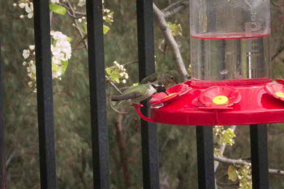 Costas-hummingbird-at-feeder-2015-01-30-IMG 4382a