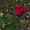 Cyclamen-red-and-Primula-gold-lace-2012-04-28-IMG 1653