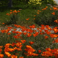 Escholtzia-poppies-front-bed-2008-03-31-img_6865.jpg