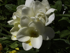 Freesia-flowers-2010-03-17-IMG 4006