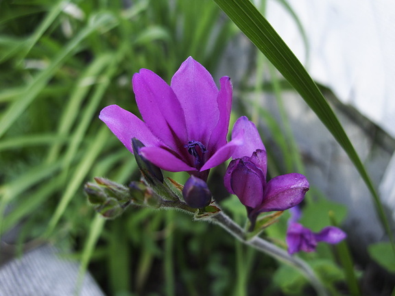 Ixia-ixioides-purple-flowers-2010-03-17-IMG 4002