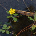 Ludwigia-peploides-water-primrose-Bubbling-Springs-2009-07-20-IMG 3241
