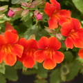Mimulus red1