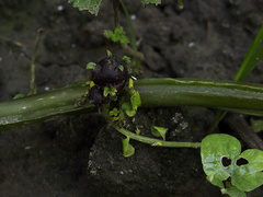 Solanum-potato-aboveground-tuber-sprouting-2010-03-17-IMG 3997