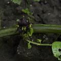 Solanum-potato-aboveground-tuber-sprouting-2010-03-17-IMG 3997
