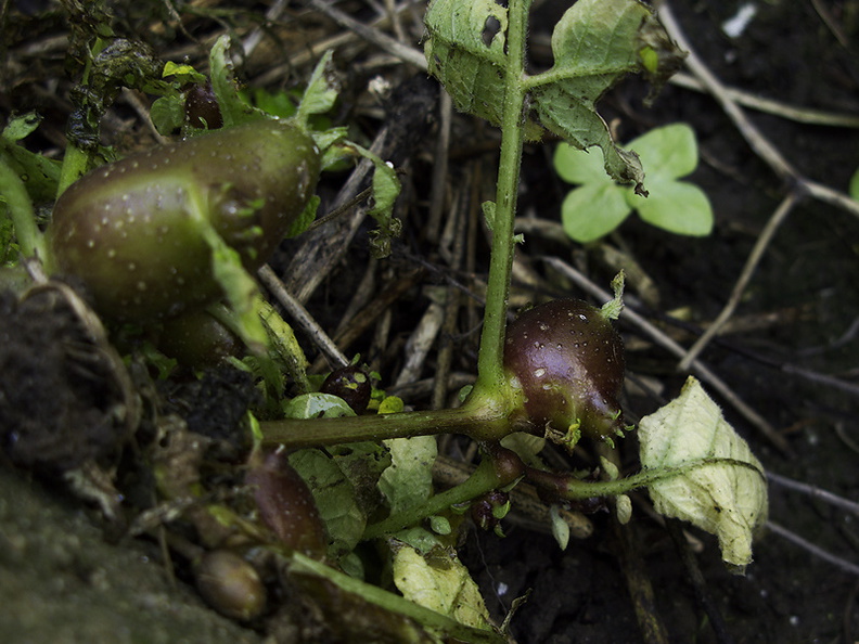 Solanum-potato-aboveground-tuber-sprouting-2010-03-17-IMG_3998.jpg