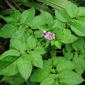 Solanum-tuberosum-potato-2009-05-17-IMG 2808