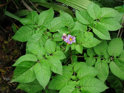 Solanum-tuberosum-potato-2009-05-17-IMG 2808