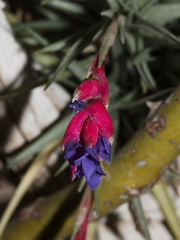 Tillandsia-aeranthos-magenta-bracts-purple-flowers-2015-04-11-IMG 0574