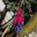 Tillandsia-aeranthos-magenta-bracts-purple-flowers-2015-04-11-IMG_0574.jpg