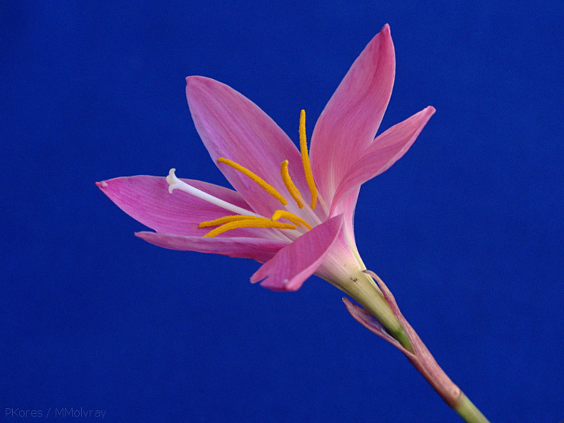 Zephyranthus-rain-lily-flower-2009-07-06-IMG_3121.jpg