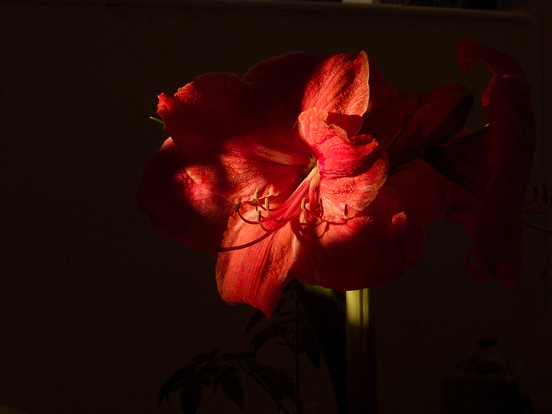 amaryllis-in-bloom-2011-02-20-IMG_7137.jpg
