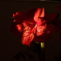 amaryllis-in-bloom-2011-02-20-IMG 7137