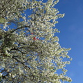 apple-tree-blooming-2015-02-03-IMG 4409