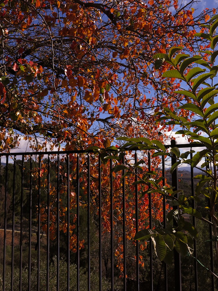 apple-tree-fall-colors-2016-01-07-IMG_6446.jpg