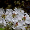 apple-tree-flowering-2016-02-09-IMG 6473