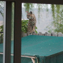 bobcat-and-her-three-kits-in-back-garden-Moorpark-2015-05-05-IMG 0614