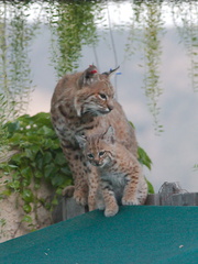 bobcat-and-her-three-kits-in-back-garden-Moorpark-2015-05-09-IMG 0677