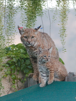 bobcat-and-her-three-kits-in-back-garden-Moorpark-2015-05-09-IMG 0681