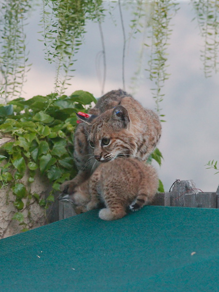 bobcat-and-her-three-kits-in-back-garden-Moorpark-2015-05-09-IMG_0683.jpg