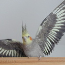 cockatiel-territorial-display