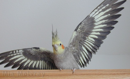 cockatiel-territorial-display