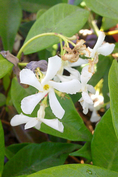 confederate-jasmine-Apocynaceae-loc-unknown-Ventura-20130527 008 1