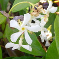 confederate-jasmine-Apocynaceae-loc-unknown-Ventura-20130527_008_1.jpg