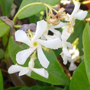 confederate-jasmine-Apocynaceae-loc-unknown-Ventura-20130527 008 1