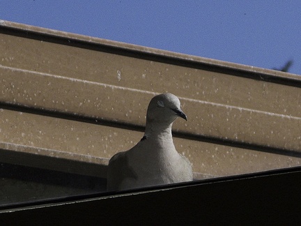 dove-nictitating-membrane-2010-03-09-IMG 3877