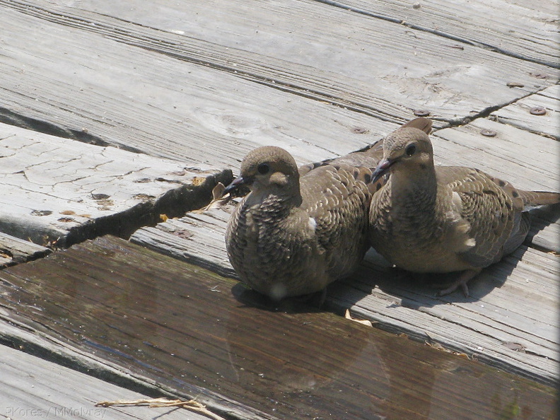 dove-pair-resting-on-deck-2008-07-16-img_0269.jpg
