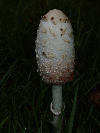 inkycap-mushroom-in-lawn-2014-12-03-IMG 4293.