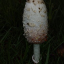 inkycap-mushroom-in-lawn-2014-12-03-IMG 4293.