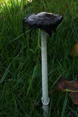 inkycap-mushroom-in-lawn-2014-12-04-IMG 4302.